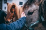 Unikatowe zimowisko z nauką jazdy konnej w Niestępowie. Zimowy Obóz dla dzieci i młodzieży 10-18 lat na Ferie Zimowe 2027