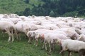 Beskid (14).jpg
