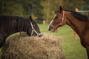 Profesjonalny Obóz Konny dla Dzieci 10-18 lat na Kaszubach. Pierwszy Galop